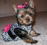 Yorkie puppies for great homes
