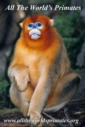 Lemur,  Apes,  Chimpanzees,  Gibbons,  Primatology