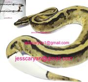 king-snake Ball , Piebald and Albino pythons for adoption	
