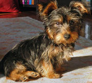 NIce Looking Yorkshire Terrier Puppies For Sale