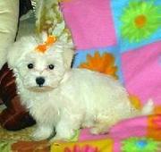 cute Affectionate Teacup Maltese Puppies for adoption