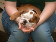 Gorgeous Akc X-mas English Bulldog Puppy for Adoption
